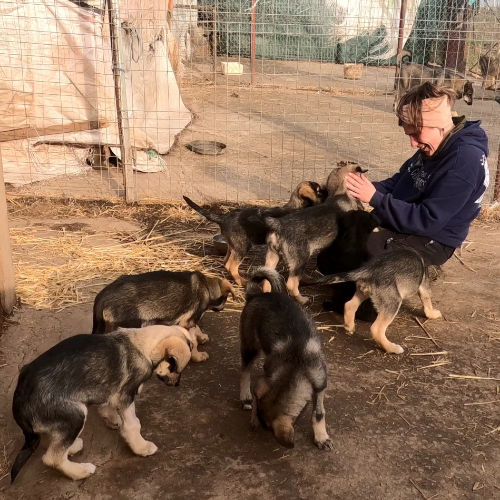 Kurse für Tierschutzhunde