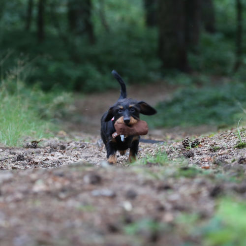 Dummytraining / Apportieren